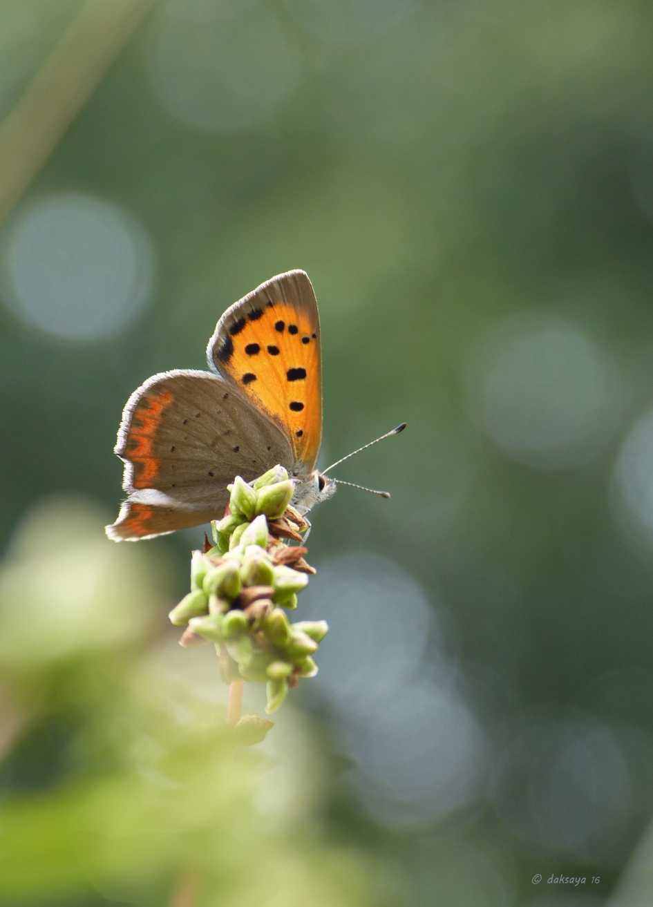 Kleine vuurvlinder - Geleedpotigen - Kleine vuurvlinder
