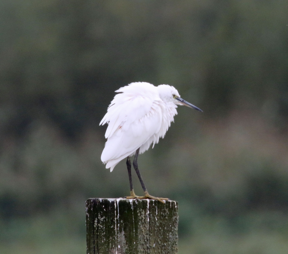 Kleine zilverreiger - Vogels - 