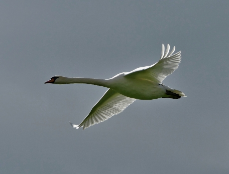 Knobbelzwaan in de vlucht