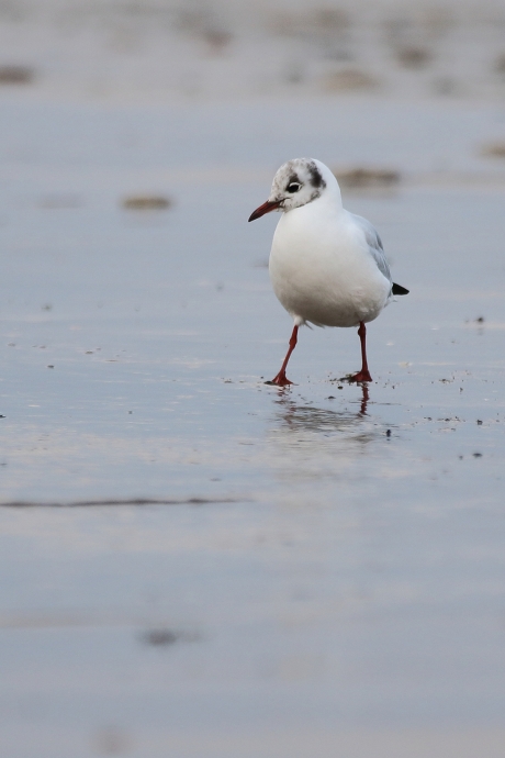 kokmeeuw in zomerkleed