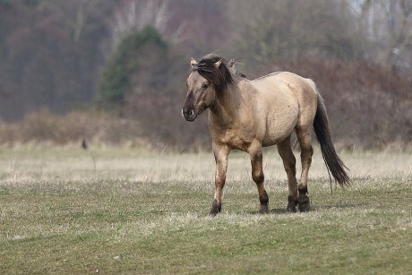 konik