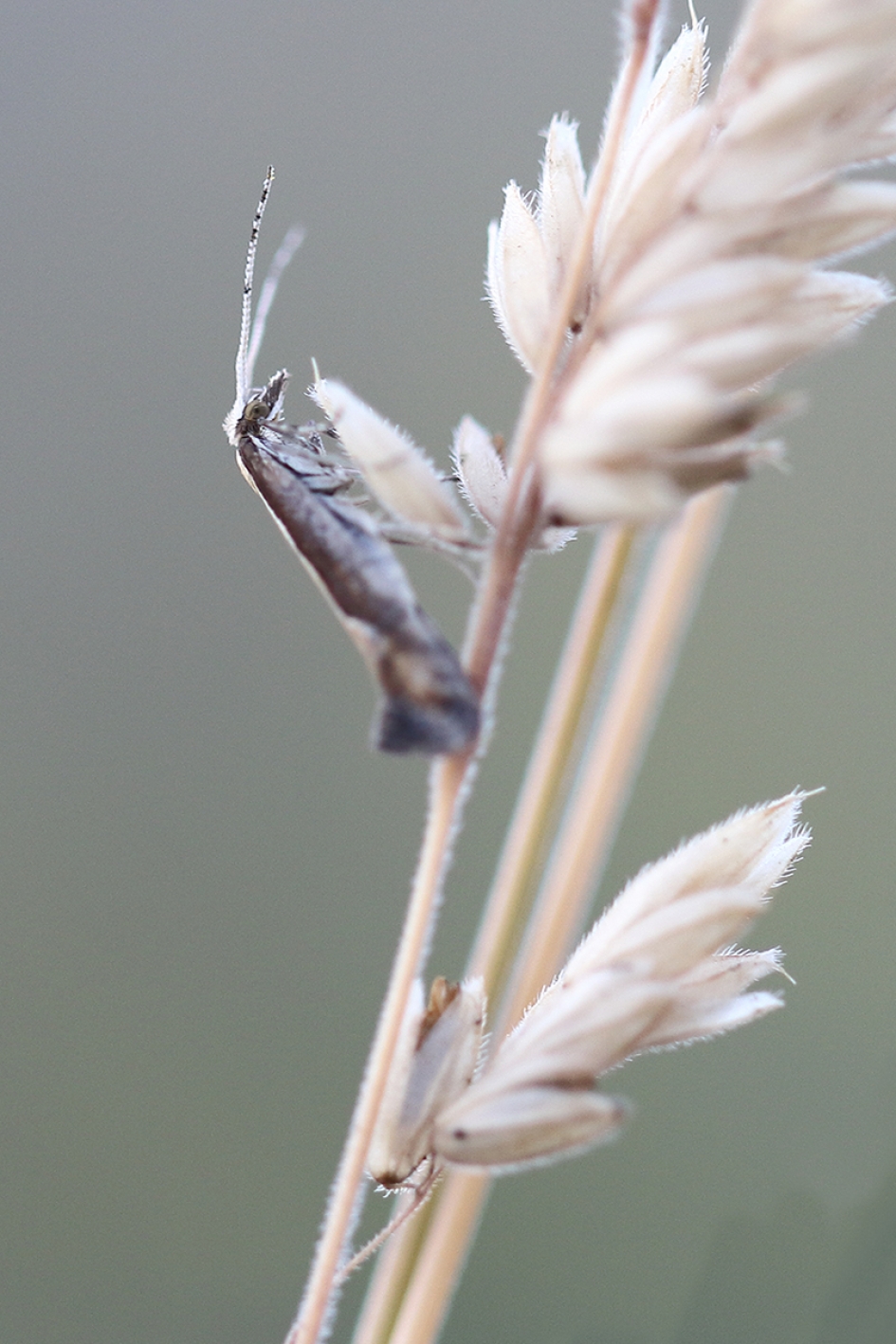 koolmotje - Geleedpotigen - 