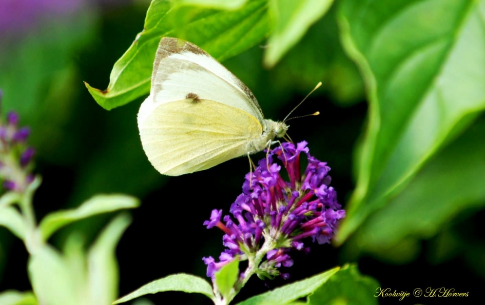 Koolwitje - Geleedpotigen - 