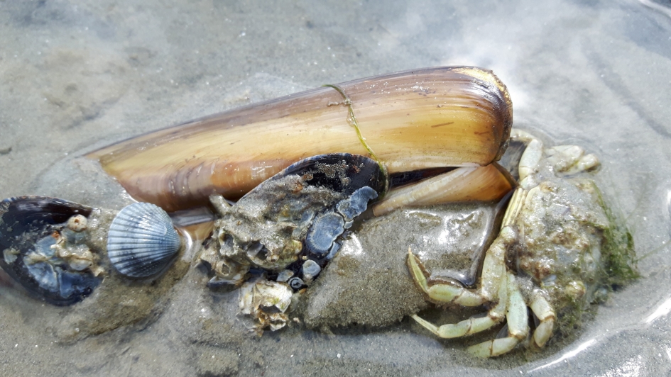 Krab op het Wad - Geleedpotigen - 