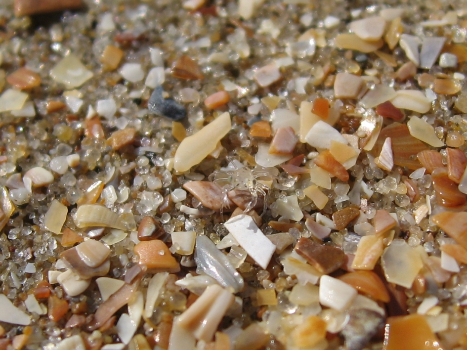 Krabbenbroed - Geleedpotigen - Krab