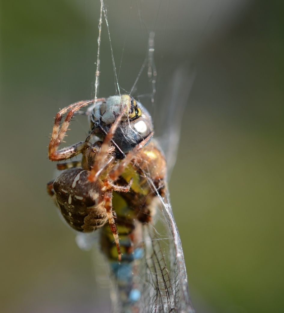 Kruisspin vangt Paardenbijter 2 - Geleedpotigen - Kruisspin