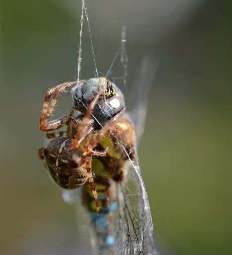 Kruisspin vangt Paardenbijter 2