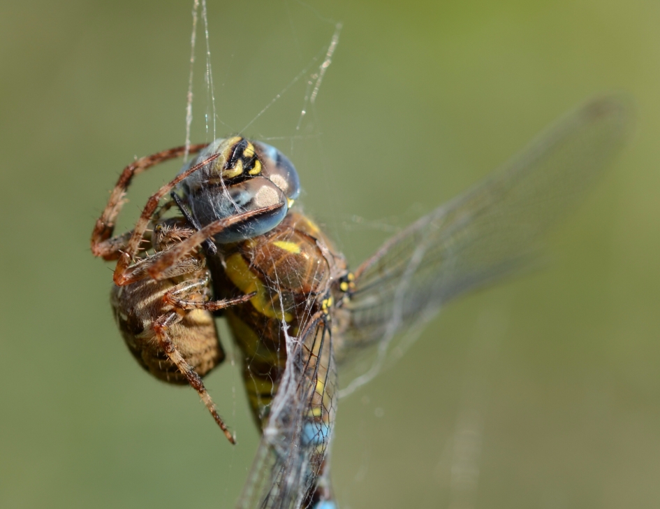 Kruisspin vangt Paardenbijter - Geleedpotigen - Kruisspin