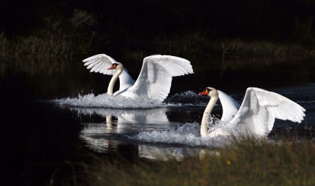 Landing zwanen AWD Amsterdamse Waterleiding Duinen
