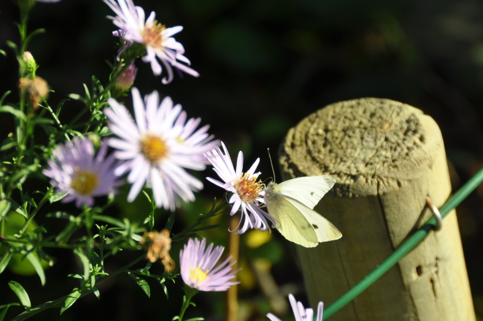 Lekker... - Geleedpotigen - 