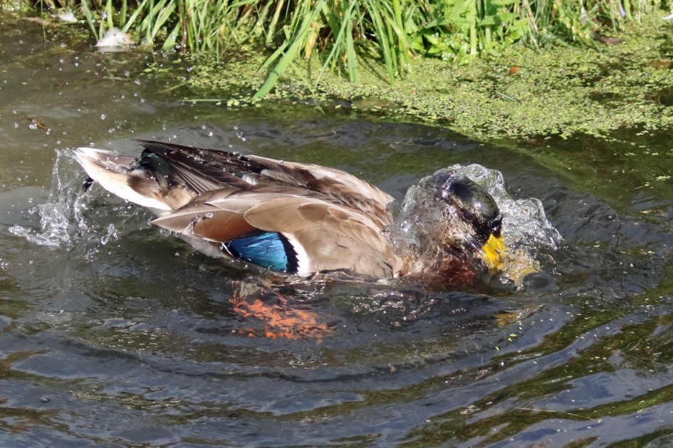 Lekker badderen.. - Vogels - 