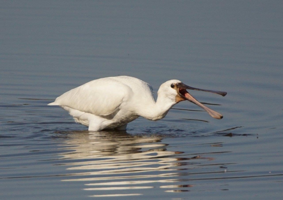 Lepelaar - Vogels - lepelaar