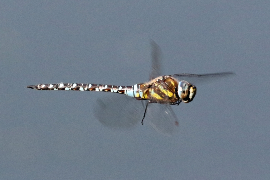 Libel - Geleedpotigen - 