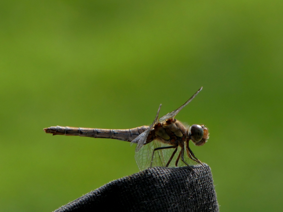 Libel op bezoek - Geleedpotigen - Bruinrode heidelibel