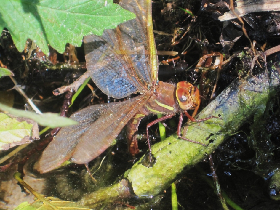 Libelle legt eitjes - Geleedpotigen - 