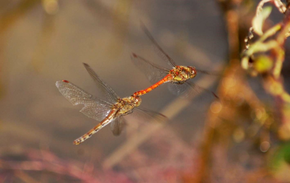 Libellen - Geleedpotigen - 