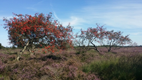 Lijsterbes op de hei