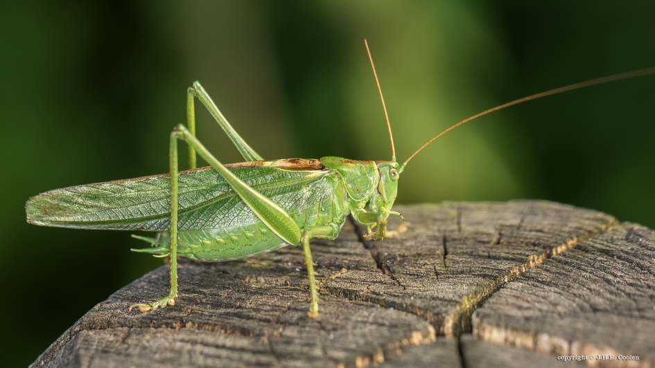 Man - Geleedpotigen - Grote groene sabelsprinkhaan