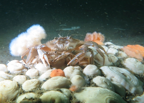 Mannetje en vrouwtje zwemkrab op Borkumse steen