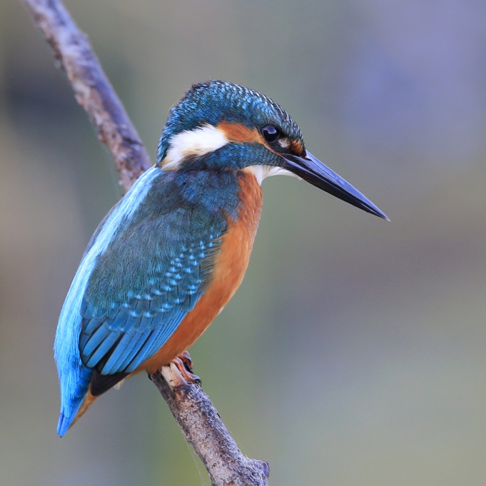 Martin Visser - Vogels - IJsvogel