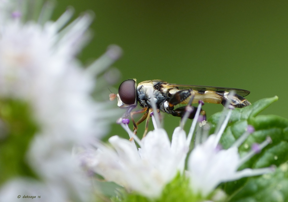Menuetzweefvlieg - Geleedpotigen - Menuetzweefvlieg