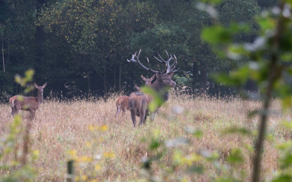 Mijn wake up call. - Zoogdieren - Edelhert