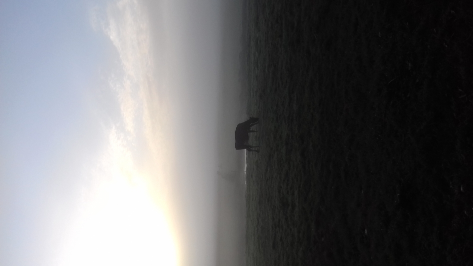 Mistig weiland - Weer en landschap - 