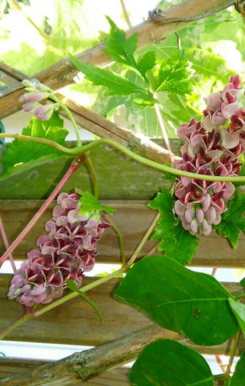 Mooie bloem - Planten - 