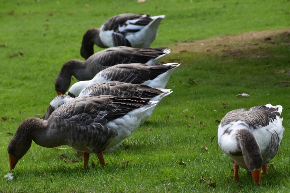 Mooie rij - Vogels - 