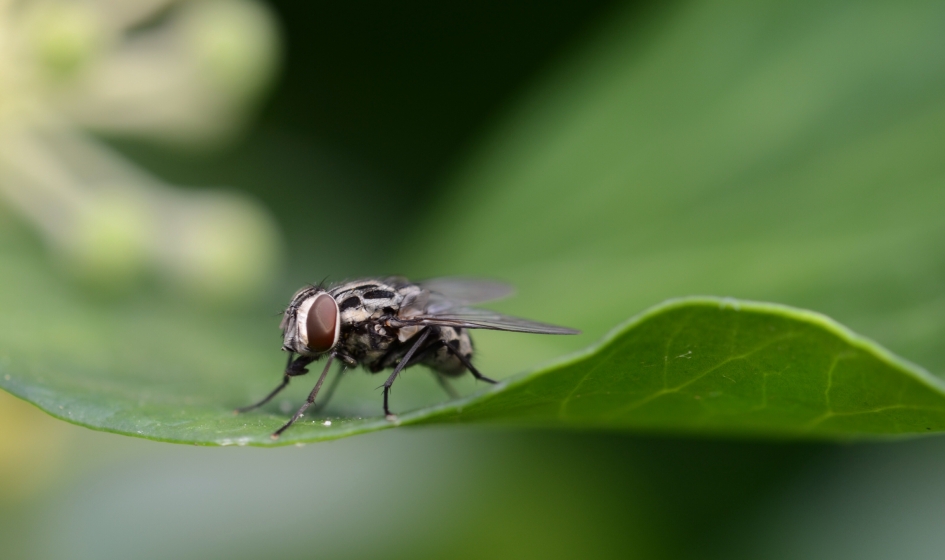 Mooie vlieg - Geleedpotigen - Graphomya maculata