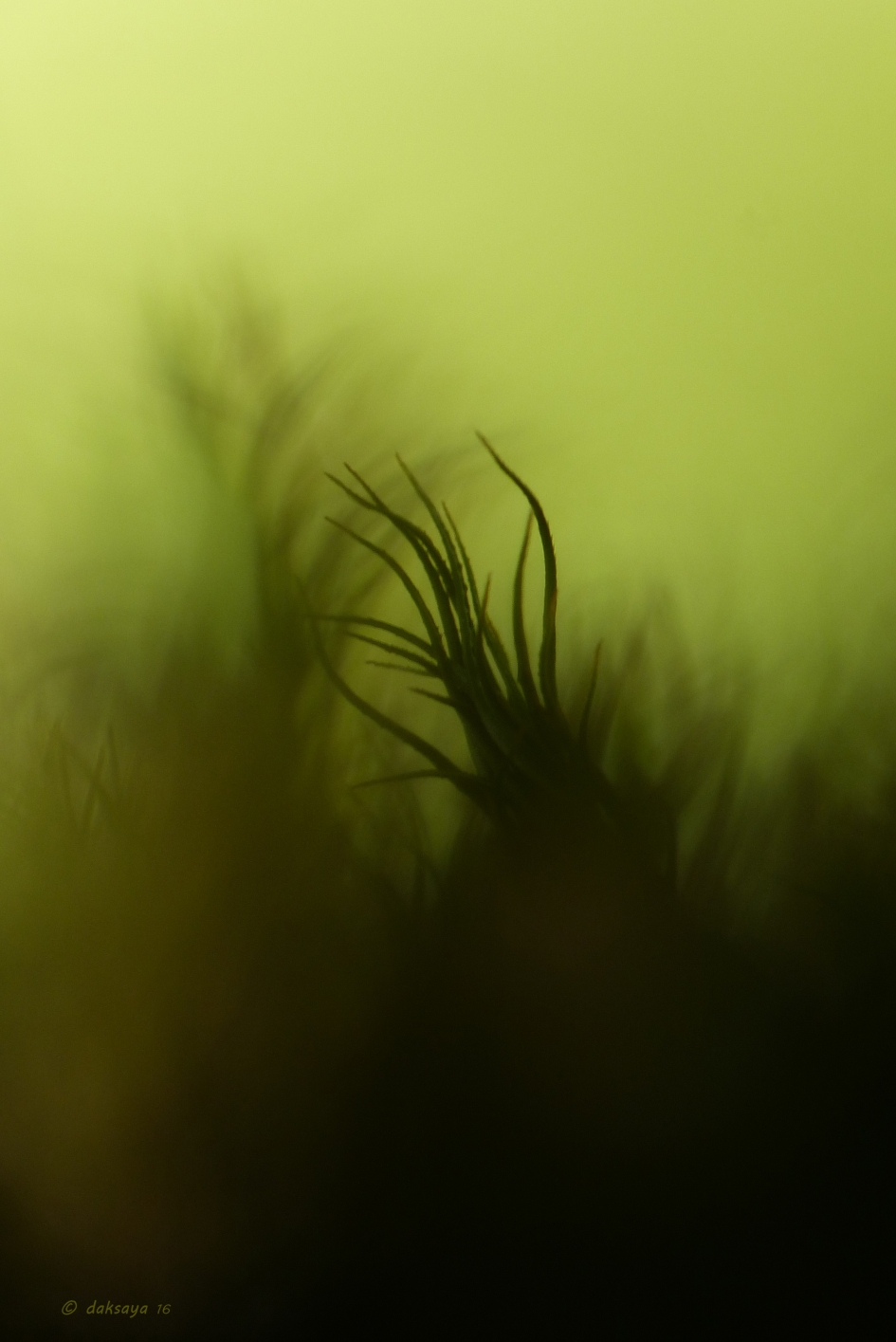 Geheimzinnig mos - Schimmels - 