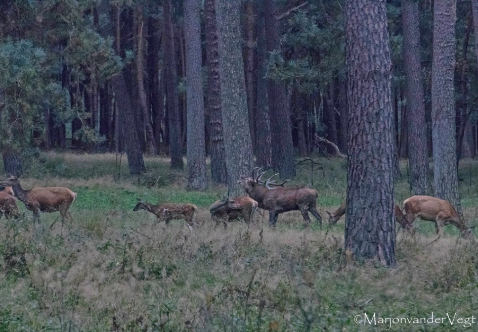 Mr. Macho - Zoogdieren - Edelherten