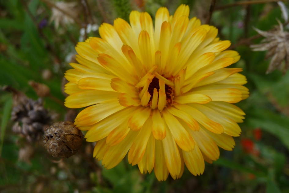 Najaarsbloei - Planten - 