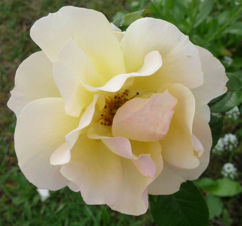 Najaarsroos - Planten - 