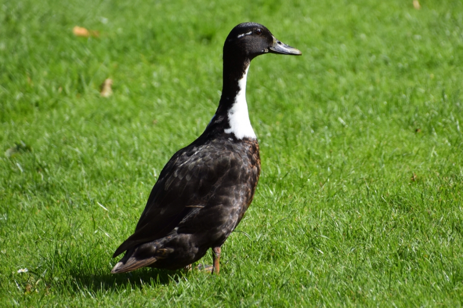 Nieuwsgierig - Vogels - 