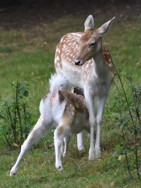 Nog een keer vergroot
