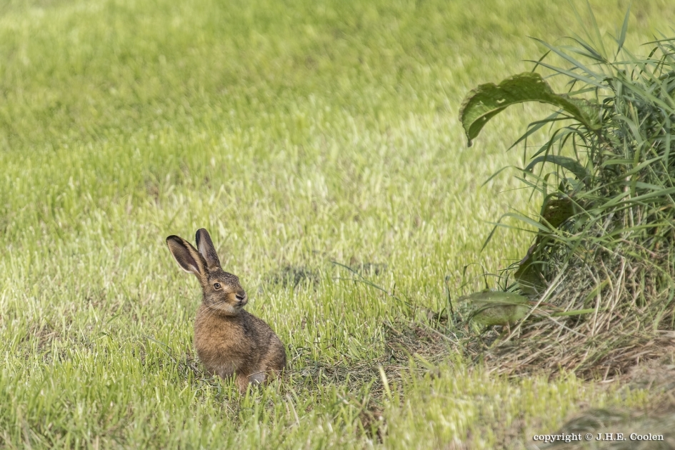 Nog even genieten - Zoogdieren - 