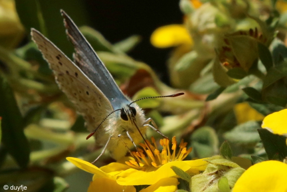 nog even snoepen - Geleedpotigen - 