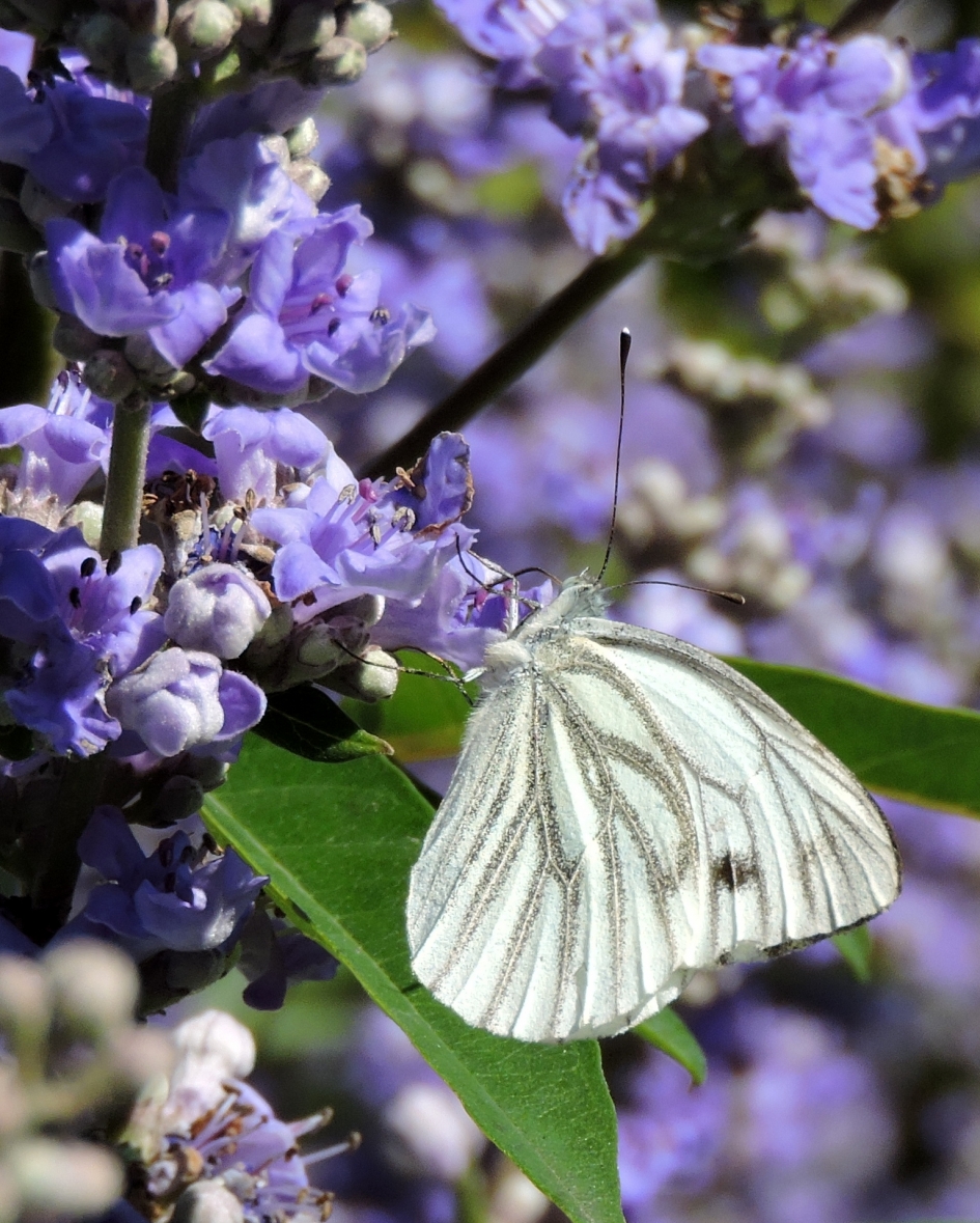 Nog even van genieten - Geleedpotigen - Klein geaderd witje