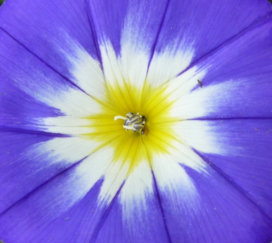 Nog in bloei.. - Planten - 