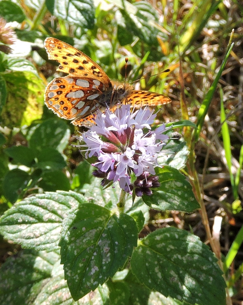 Nog volop watermunt - Geleedpotigen - Kleine parelmoervlinder