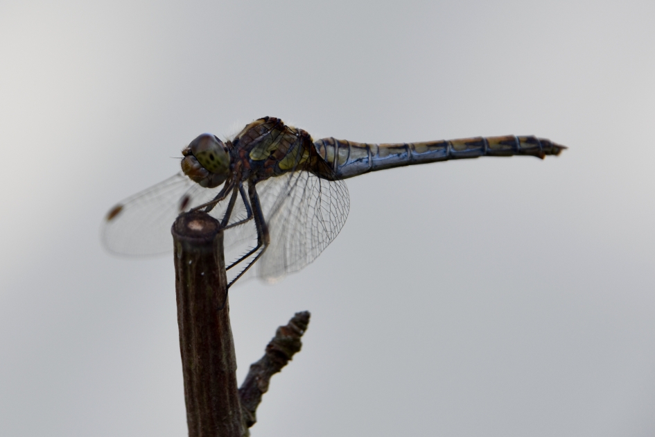 On top! - Geleedpotigen - 