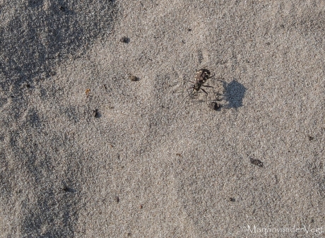 Basterdzandloopkever