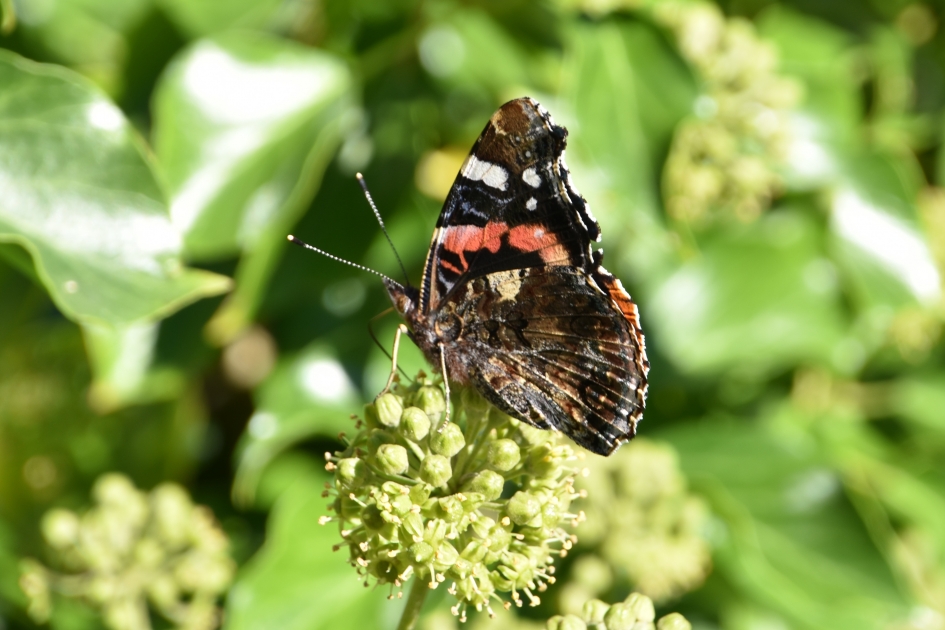 Ook mooi... - Geleedpotigen - 