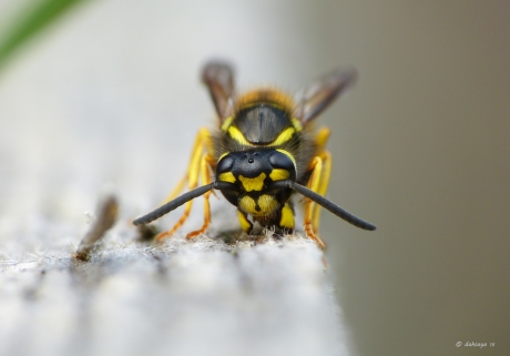 Op een houtje bijten