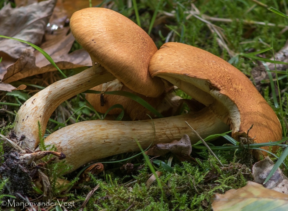 Oranje hoed - Schimmels - paddenstoel