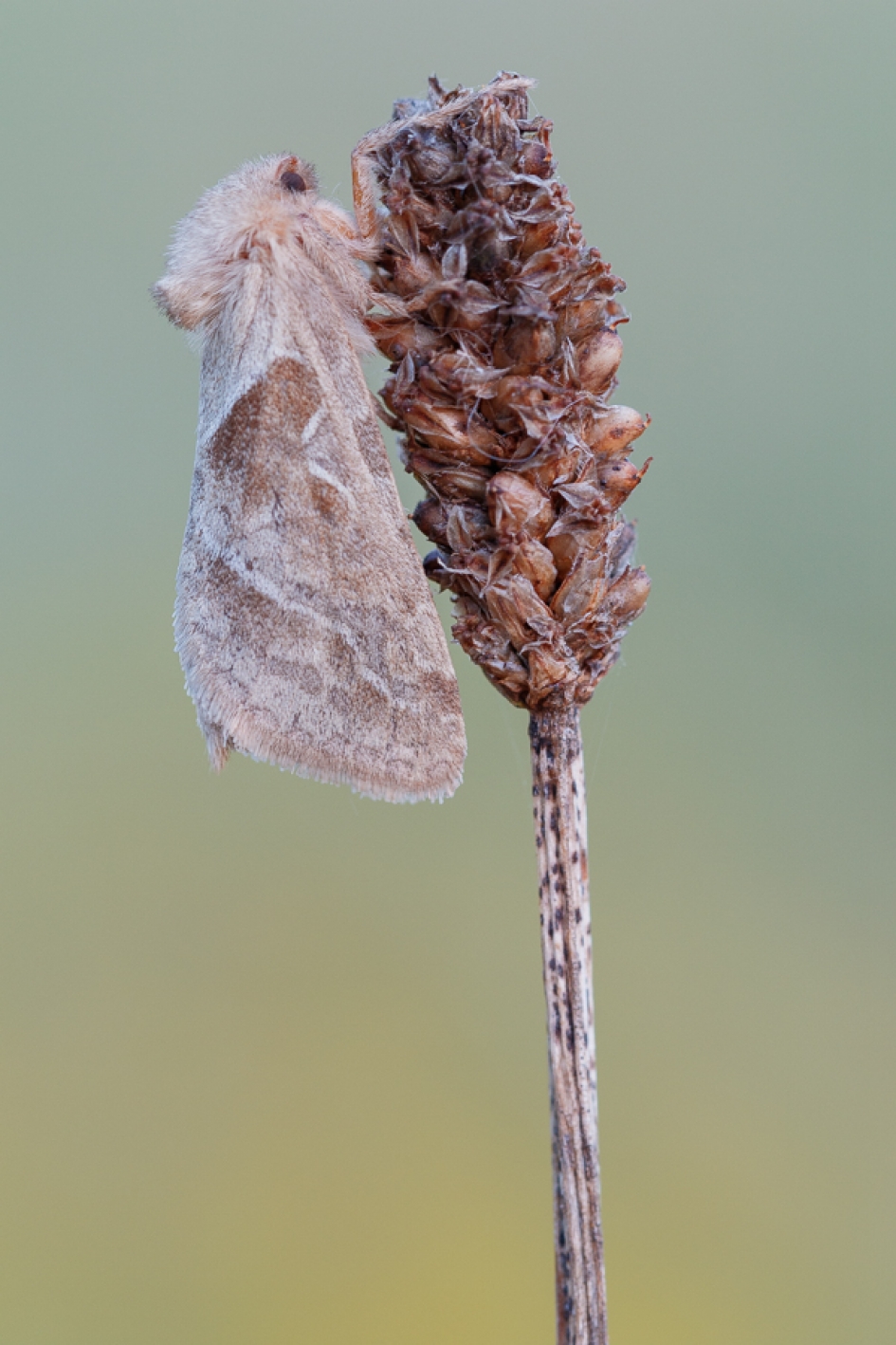 Oranje wortelboorder - Triodia sylvina - Geleedpotigen - Oranje wortelboorder