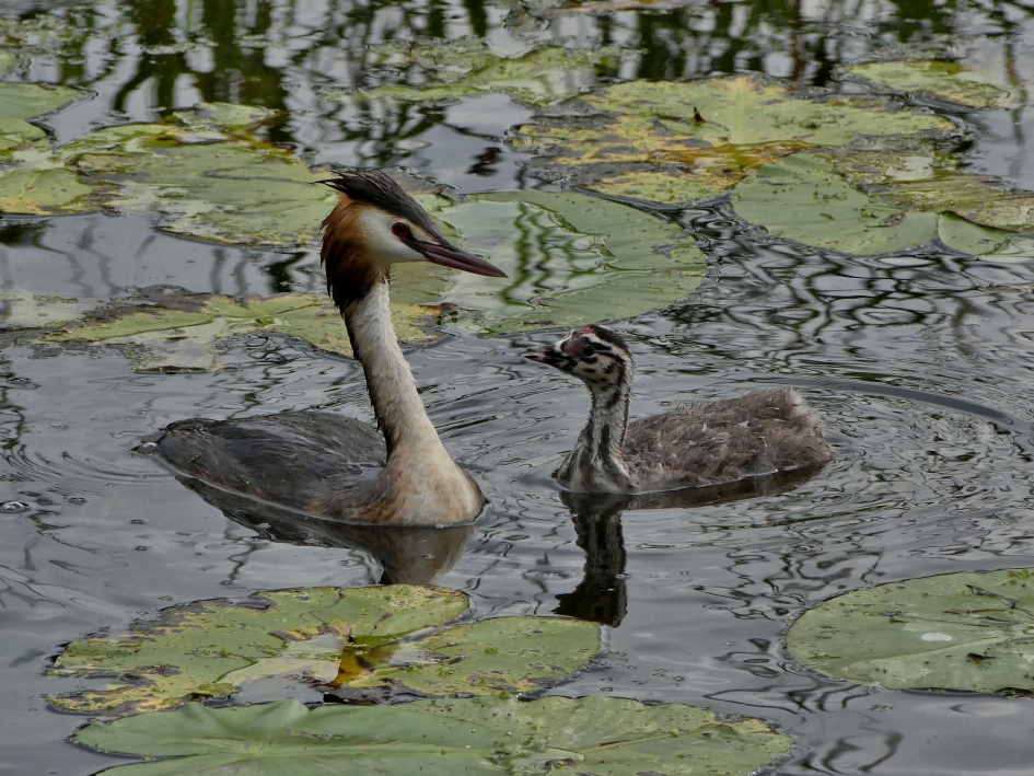 Oud en jong - Vogels - Fuut