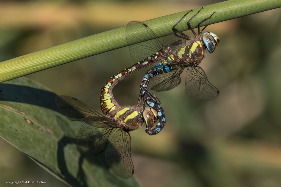 Paardenbijter 2 - Geleedpotigen - Paardenbijter