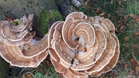 Paddestoelen